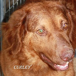 Thumbnail photo of Curley #2