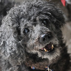 Photo of Frankie