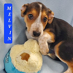 Photo of MELVIN