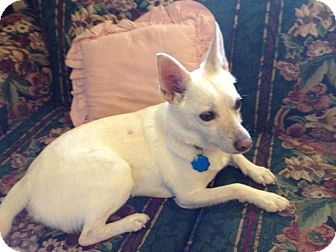 spitz and chihuahua mix