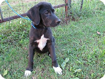 labrador spaniel cross