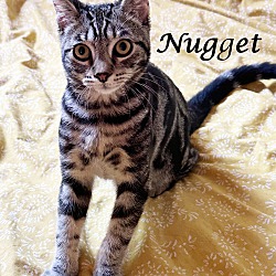 Thumbnail photo of NUGGET #2