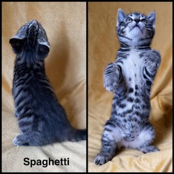 Thumbnail photo of Spaghetti #4