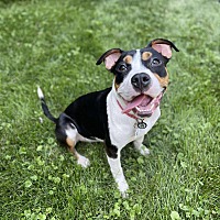 adopt a pet