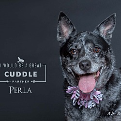 Thumbnail photo of Perla #3