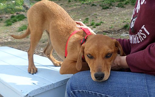 Red mountain cur store dog