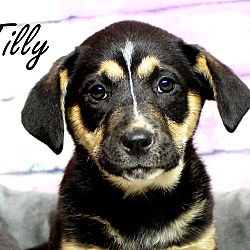 Thumbnail photo of Tilly ~ meet me! #1