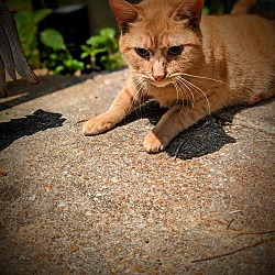 Photo of Ginger