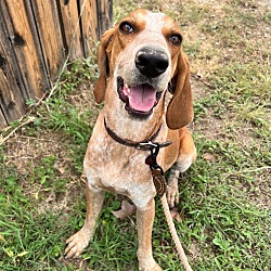 Photo of Penny