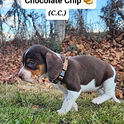 Thumbnail photo of Chocolate Chip (C.C.) #2