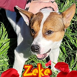 Thumbnail photo of Zeke #2