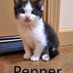 Thumbnail photo of Pepper #1