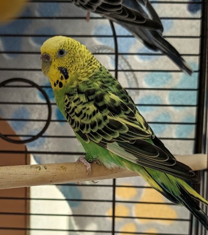 Photo of Greenbean - Bonded to Rocco