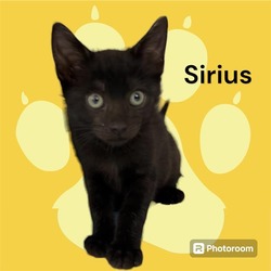 Photo of SIRIUS