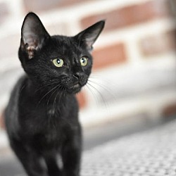 Thumbnail photo of Binx #3