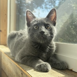 Thumbnail photo of LILA (bonded to VIOLET) #1