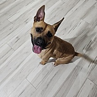 adopt a pet