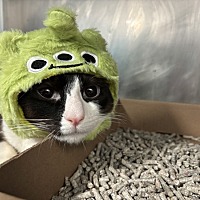 adopt a pet