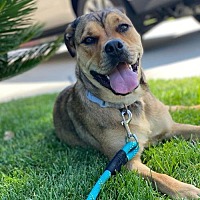 adopt a pet