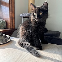 adopt-pet