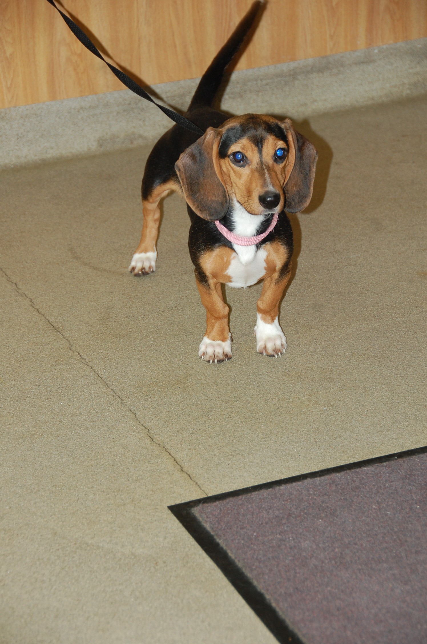 doxle puppies for sale