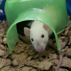 Thumbnail photo of Baby Rats #4