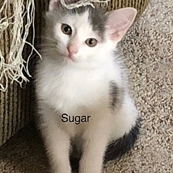 Thumbnail photo of Sugar #2