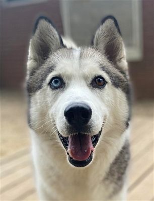 Matawan, NJ - Siberian Husky. Meet Finn a Pet for Adoption - AdoptaPet.com