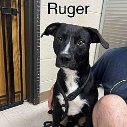 Photo of Ruger