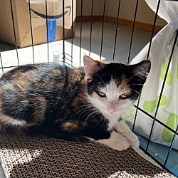Photo of Socks