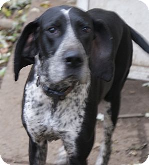 great dane blue tick hound mix