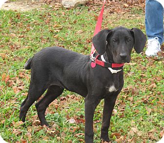 great dane and hound mix