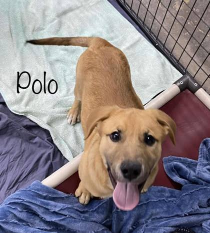 Photo of Polo
