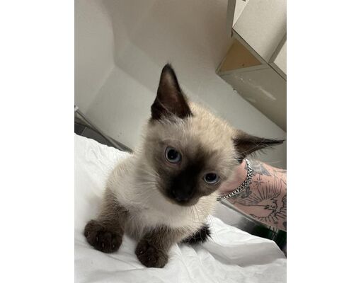 Siamese Kittens San Antonio