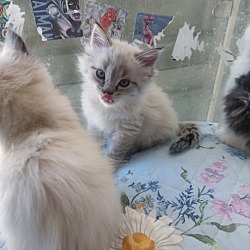 Thumbnail photo of 3 kittens #3