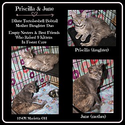 Thumbnail photo of June & Priscilla (Spayed) #1