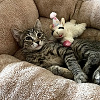 adopt-pet
