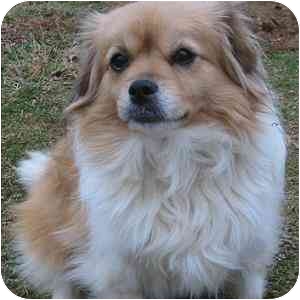 pekingese sheltie mix