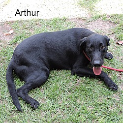 Thumbnail photo of Arthur #1