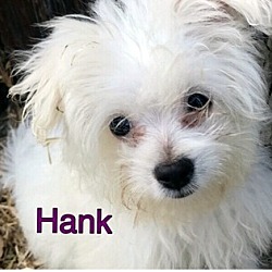 Photo of Hank