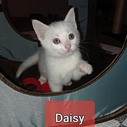 Photo of DAISY-Super Social Baby