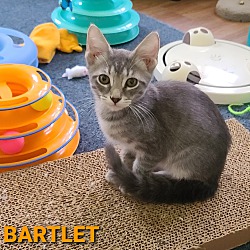 Photo of BARTLET