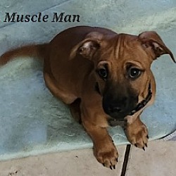 Photo of Muscle Man