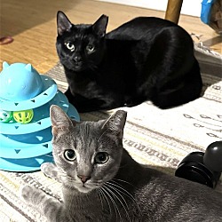 Photo of Cosmo & Luna, bonded sweethearts!