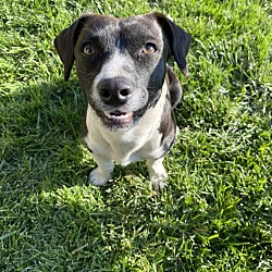 Photo of Oreo