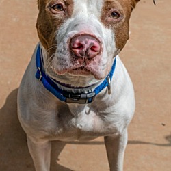 Photo of Asa Urgently needs foster or adopter