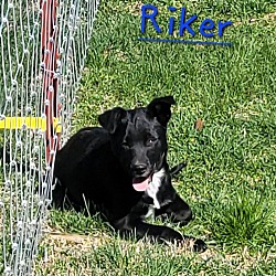 Thumbnail photo of R litter #2
