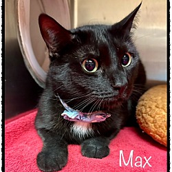 Thumbnail photo of MAX #3