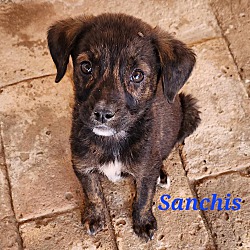Thumbnail photo of Sanchis #3