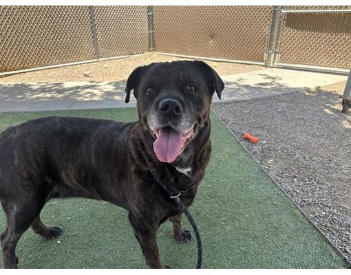 Phoenix, AZ - Mastiff/Rottweiler. Meet LASAYETTE a Pet for Adoption ...